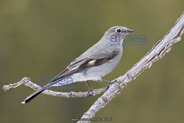  : Townsend's Solitaire