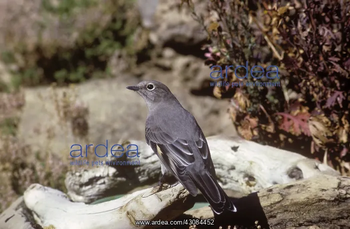: Townsend's Solitaire : Townsend's Solitaire
