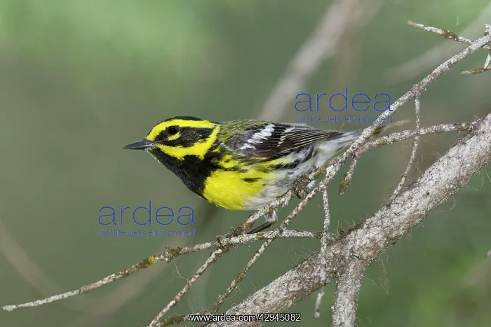 : Townsend's Warbler : Townsend's Warbler