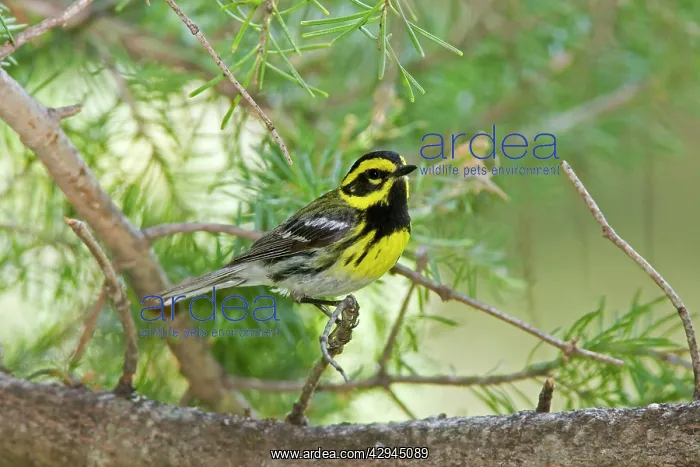 : Townsend's Warbler : Townsend's Warbler