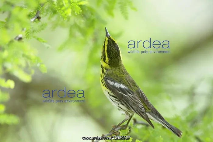 : Townsend's Warbler : Townsend's Warbler