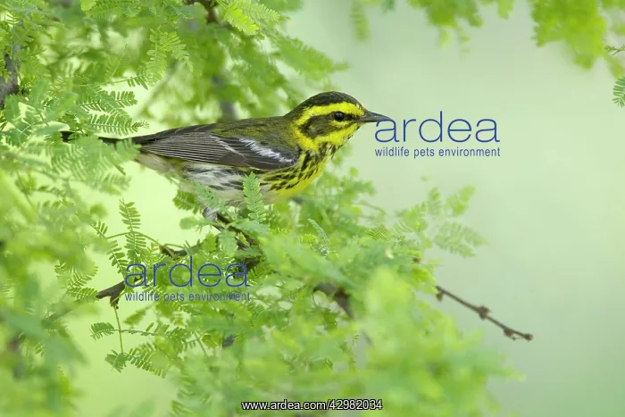 : Townsend's Warbler : Townsend's Warbler