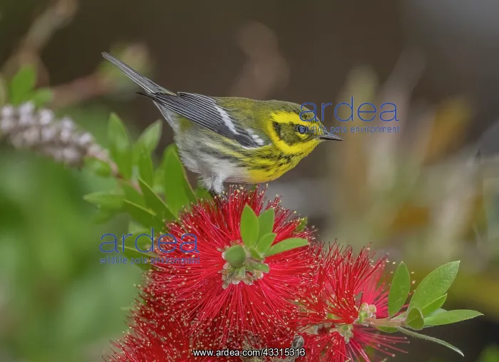 : Townsend's warbler, Setophaga townsendi, feedin : Townsend's warbler, Setophaga townsendi, feedin
