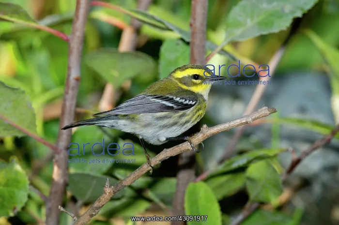 : Townsend's Warbler in tree : Townsend's Warbler in tree