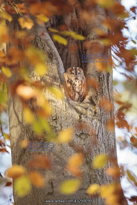 : One Towny Owl (Strix aluco) perched in a cavity : One Towny Owl (Strix aluco) perched in a cavity