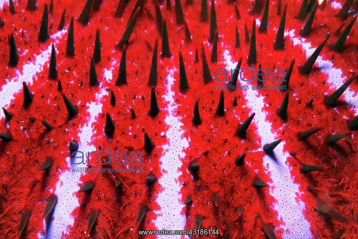 : Detail of toxic Crown-of-thorns starfish (Acanthaster : Detail of toxic Crown-of-thorns starfish (Acanthaster
