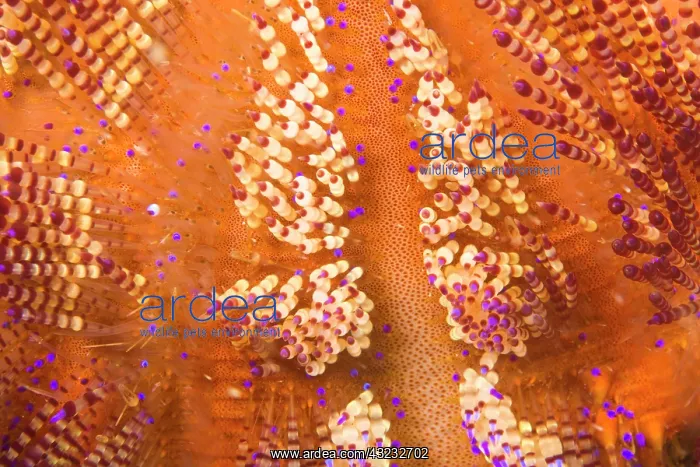 : toxic Fire Urchin (Asthenosoma varium) : toxic Fire Urchin (Asthenosoma varium)