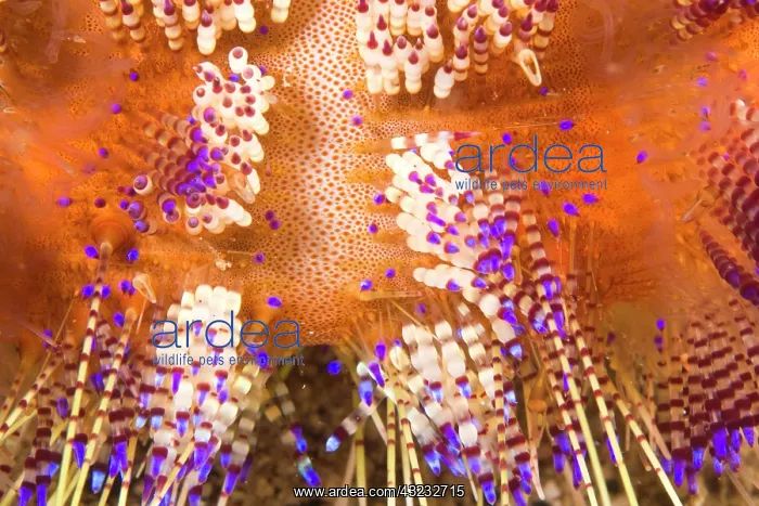 : toxic Fire Urchin (Asthenosoma varium) : toxic Fire Urchin (Asthenosoma varium)