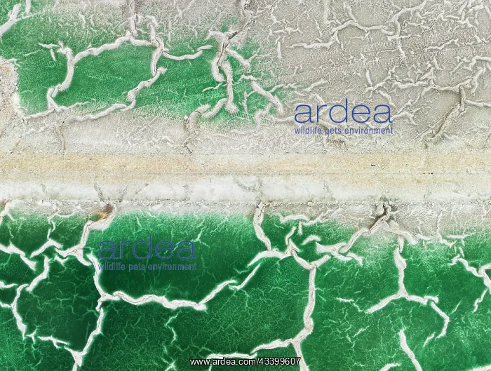 : Detail of a toxic phosphogypsum waste pond in the : Detail of a toxic phosphogypsum waste pond in the