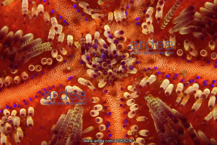 : Toxic Sea Urchin : Toxic Sea Urchin