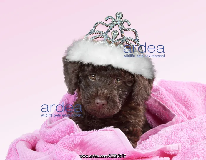 : Toy Goldendoodle Dog, wearing crown / tiara and : Toy Goldendoodle Dog, wearing crown / tiara and