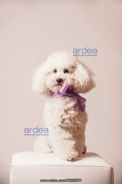 : Toy poodle with bow around the neck : Toy poodle with bow around the neck