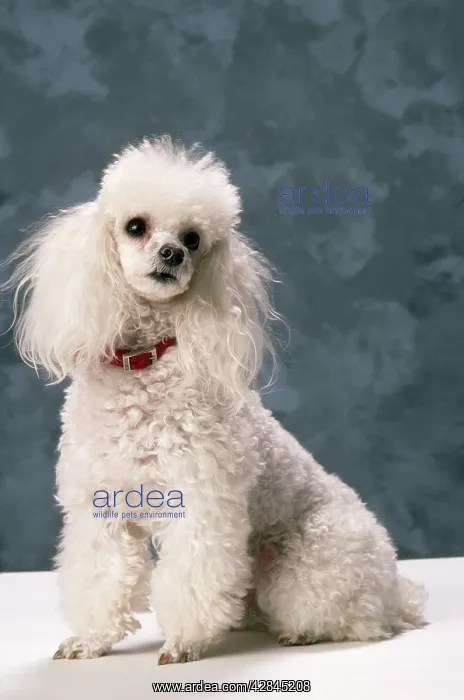 : TOY POODLE DOG : TOY POODLE DOG