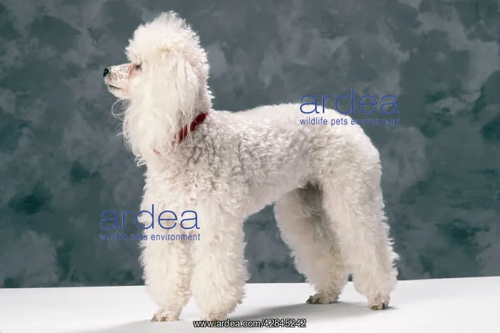: TOY POODLE DOG : TOY POODLE DOG