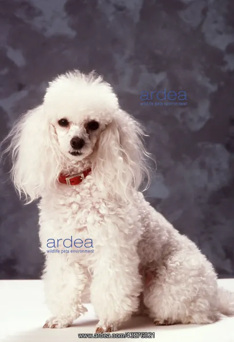 : Toy Poodle DOG : Toy Poodle DOG