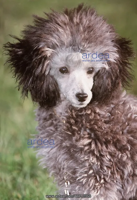 : TOY POODLE DOG - head facing : TOY POODLE DOG - head facing