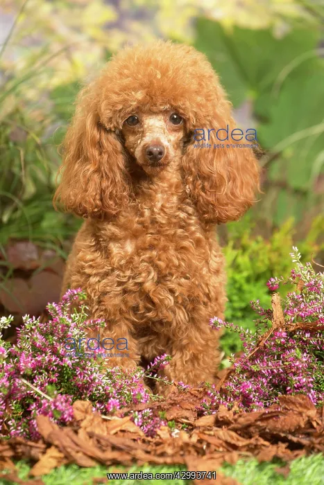 : Toy Poodle dog outdoors in Autumn : Toy Poodle dog outdoors in Autumn