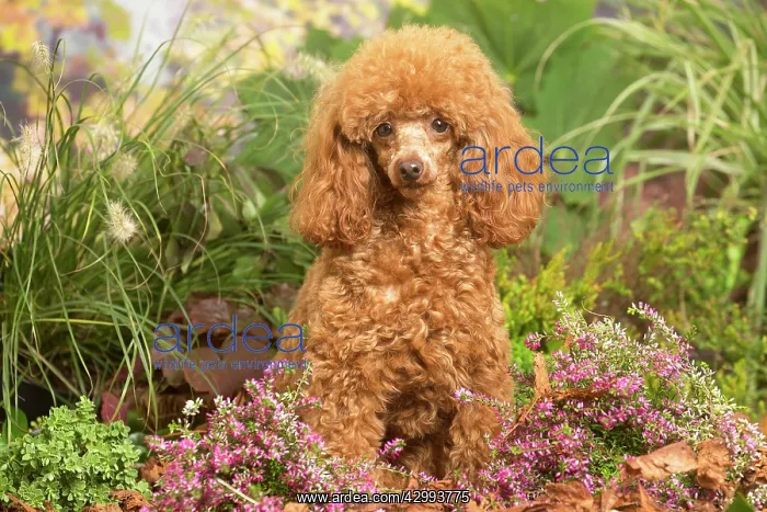 : Toy Poodle dog outdoors in Autumn : Toy Poodle dog outdoors in Autumn
