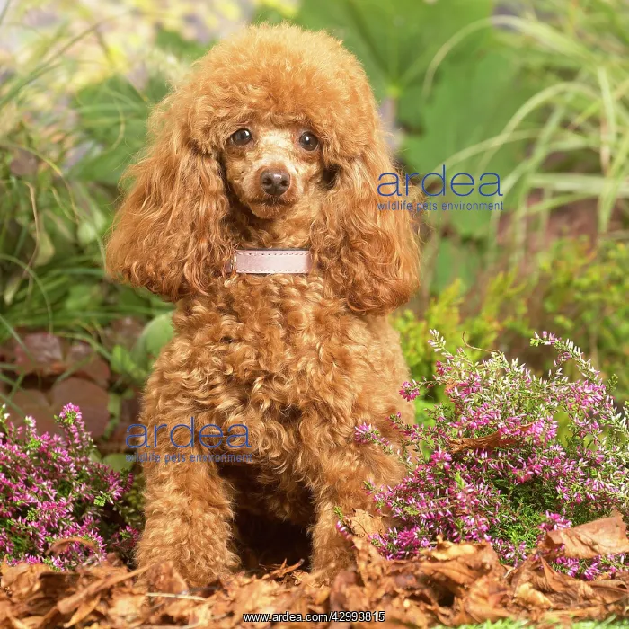 : Toy Poodle dog outdoors in Autumn : Toy Poodle dog outdoors in Autumn