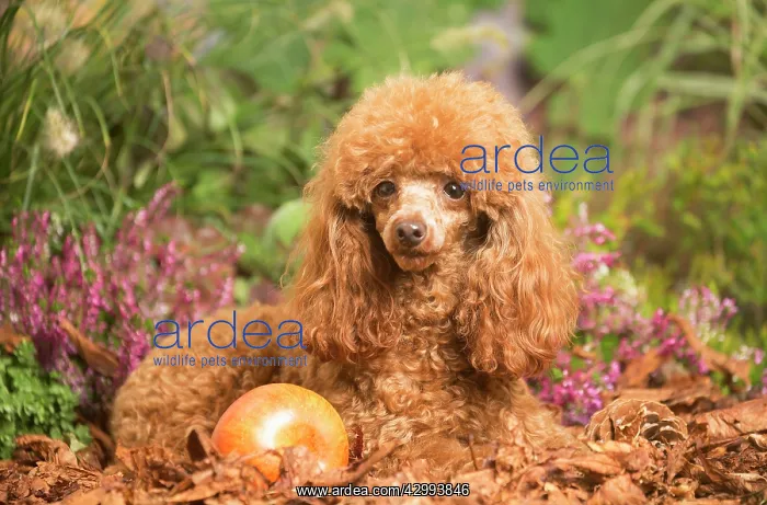 : Toy Poodle dog outdoors in Autumn : Toy Poodle dog outdoors in Autumn