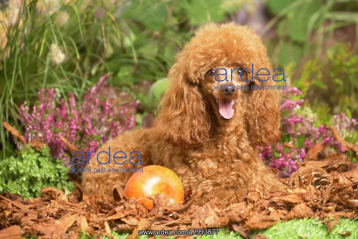 : Toy Poodle dog outdoors in Autumn : Toy Poodle dog outdoors in Autumn