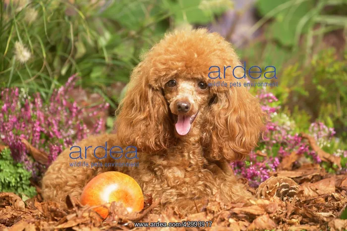 : Toy Poodle dog outdoors in Autumn : Toy Poodle dog outdoors in Autumn