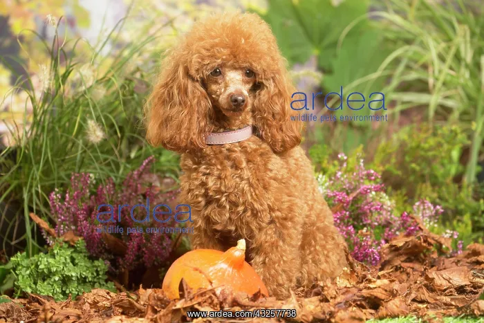 : Toy Poodle dog outdoors in Autumn : Toy Poodle dog outdoors in Autumn
