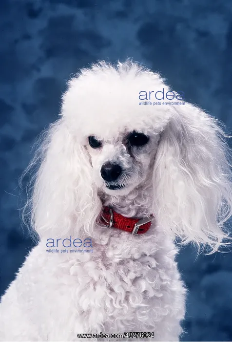 : Toy Poodle DOG - with red collar : Toy Poodle DOG - with red collar