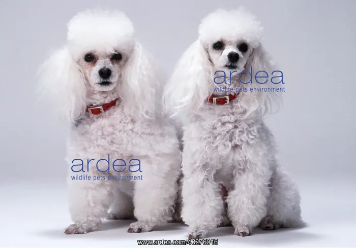 : TOY POODLE DOG - x two in studio : TOY POODLE DOG - x two in studio
