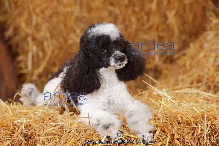 : Toy Poodle, harlequin, bitch lies in the straw : Toy Poodle, harlequin, bitch lies in the straw