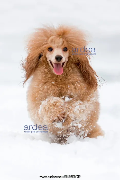 : Toy Poodle running in the snow, North Tyrol, Austria : Toy Poodle running in the snow, North Tyrol, Austria