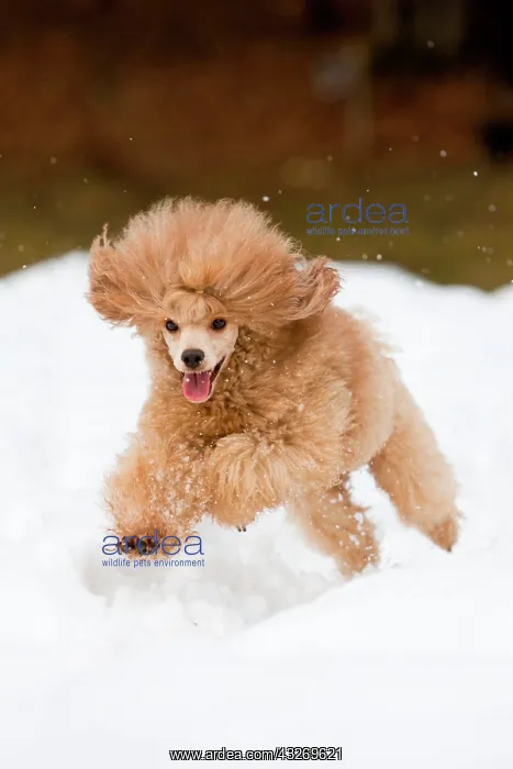 : Toy Poodle running in the snow, North Tyrol, Austria : Toy Poodle running in the snow, North Tyrol, Austria