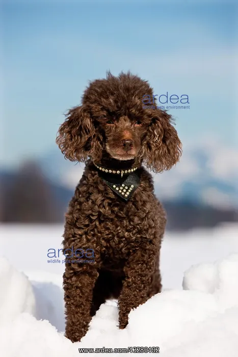  : Toy Poodle sitting in the snow, North Tyrol, Austria