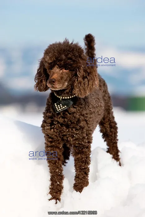 : Toy Poodle in the snow, North Tyrol, Austria, Europe : Toy Poodle in the snow, North Tyrol, Austria, Europe