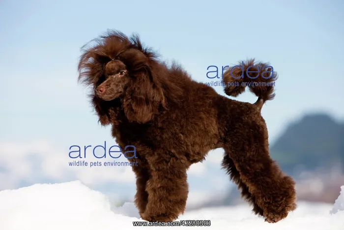 : Toy Poodle standing in the snow, North Tyrol, Austria : Toy Poodle standing in the snow, North Tyrol, Austria