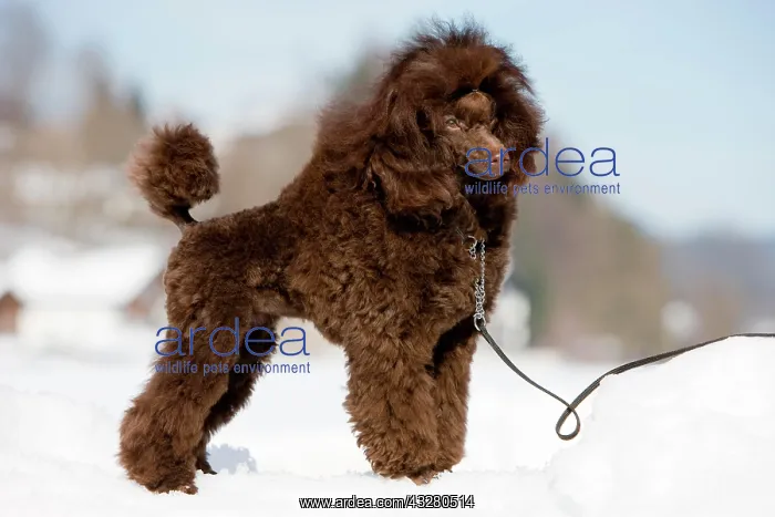 : Toy Poodle standing in the snow, North Tyrol, Austria : Toy Poodle standing in the snow, North Tyrol, Austria