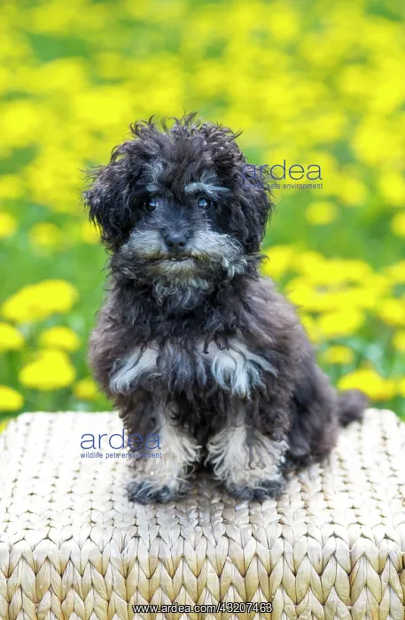 : Toy Poodle, or Teacup Poodle, black and tan, Austria : Toy Poodle, or Teacup Poodle, black and tan, Austria