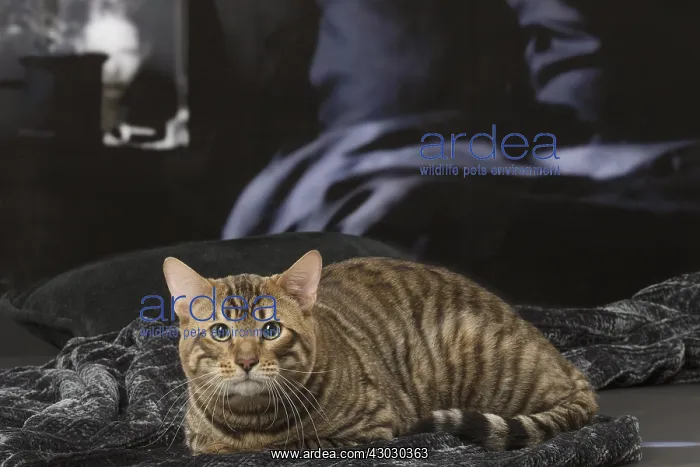  : Toyger cat indoors