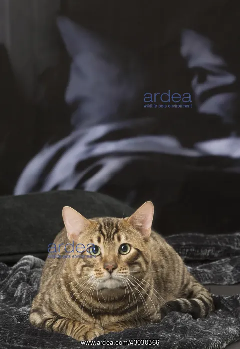  : Toyger cat indoors