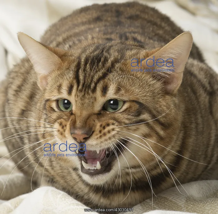  : Toyger cat indoors