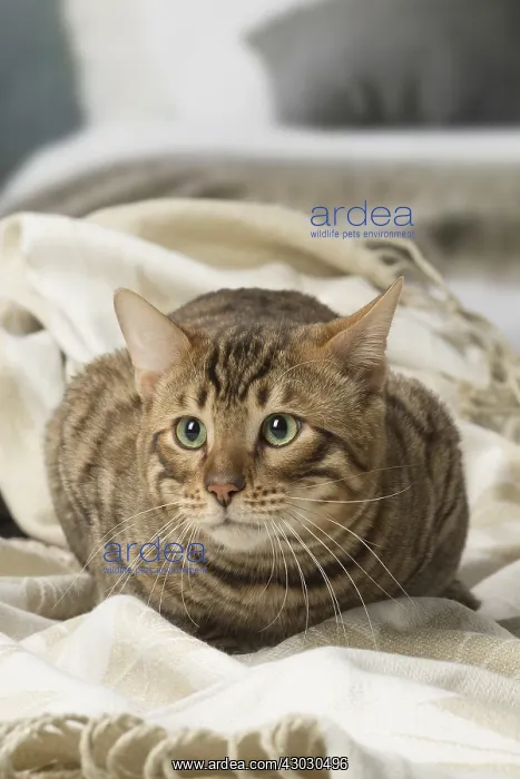  : Toyger cat indoors