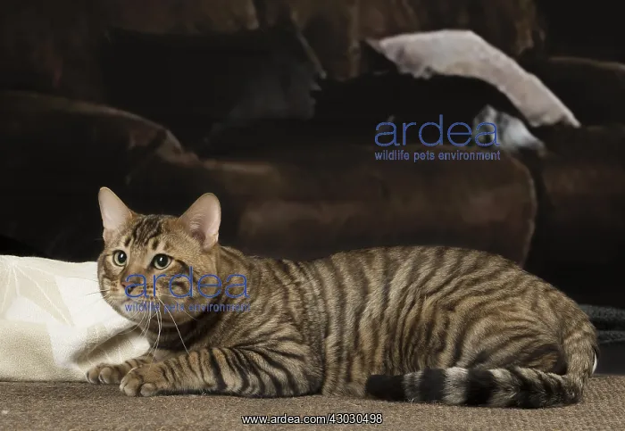  : Toyger cat indoors