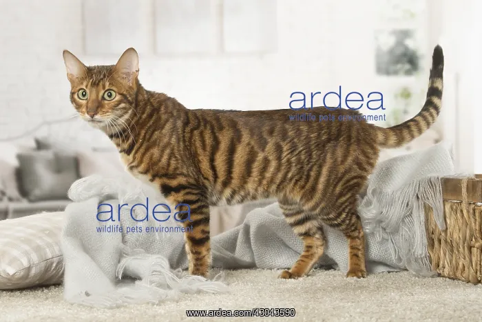  : Toyger cat indoors