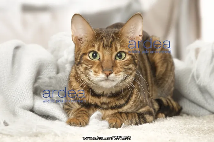  : Toyger cat indoors