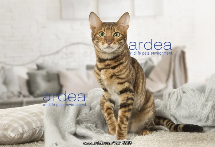  : Toyger cat indoors