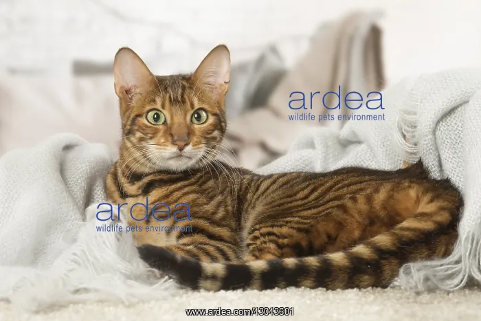  : Toyger cat indoors