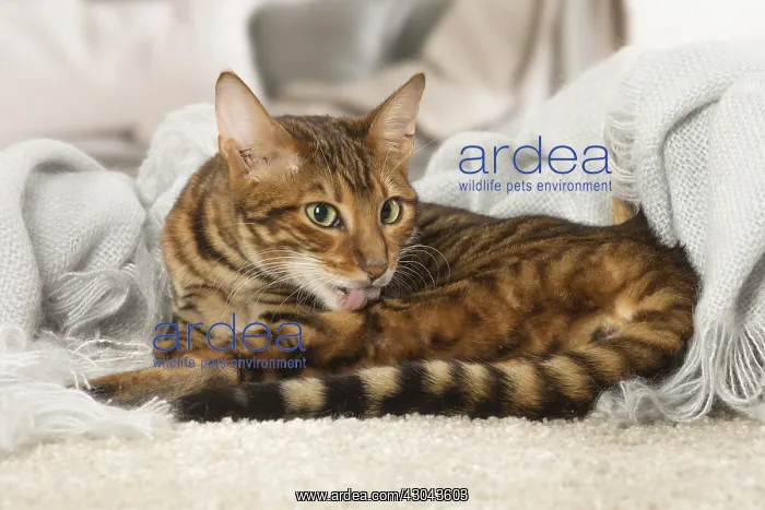  : Toyger cat indoors