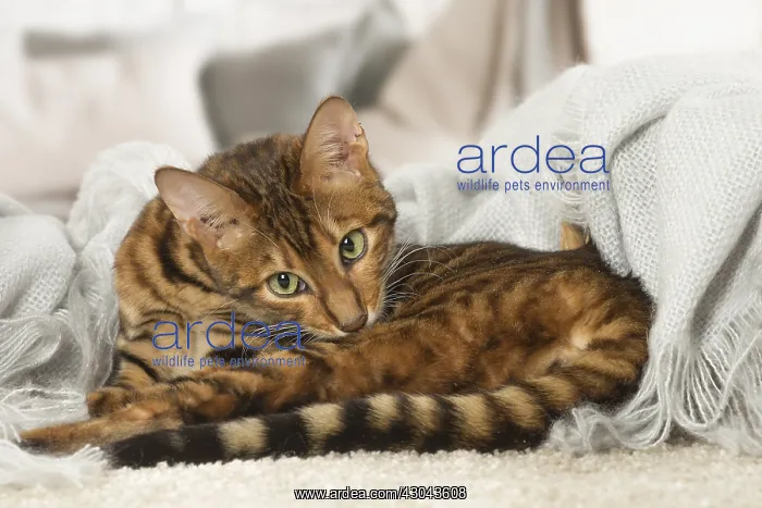  : Toyger cat indoors