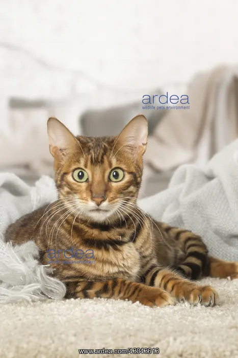  : Toyger cat indoors