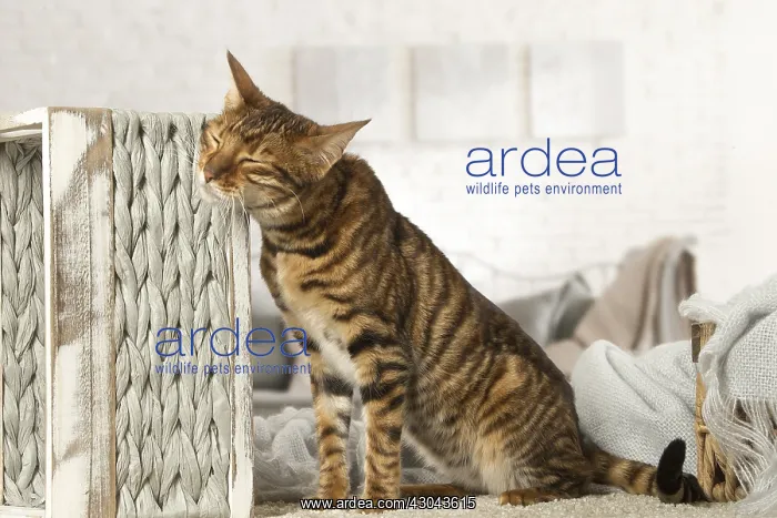  : Toyger cat indoors